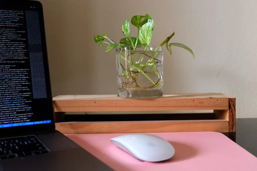 Small growing plant on the desk